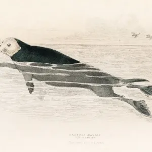 The Sea Otter Print 1855 The Sea Otter Print 1855