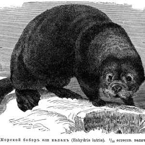 1886 Sea Otter Print 1886 Sea Otter Print