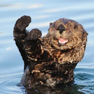 Sea Otter Print, a watercolor depiction of an Enhydra lutris Sea Otter Print, a watercolor depiction of an Enhydra lutris