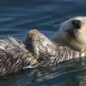 Sleeping Sea Otter Print Sleeping Sea Otter Print