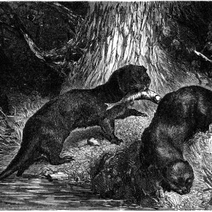 Sea Otter Print, 1886 Sea Otter Print, 1886