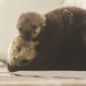 Sea Otter Mom and Pup