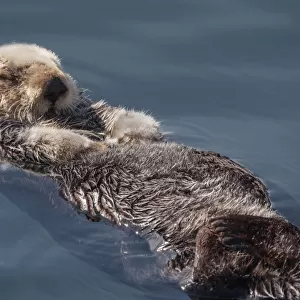 sea otter, otter, sleeping, floating, animal wildlife, close up, endangered species