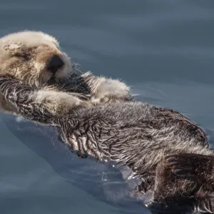 Sea Otter Sleeping Print Sea Otter Sleeping Print