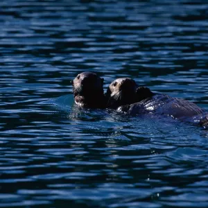 Glacier National Park Sea Otter Print Glacier National Park Sea Otter Print