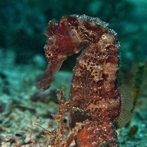 Sea Pony -Hippocampus fuscus-, Gulf of Oman, Oman