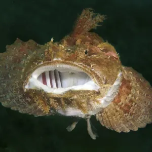 Sea Raven -Hemitripterus villosus-, Japan Sea, Primorsky Krai, Russian Federation, Far East Sea Raven -Hemitripterus villosus-, Japan Sea, Primorsky Krai, Russian Federation, Far East