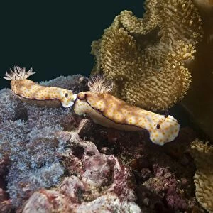 Sea Slugs -Risbecia pulchella-, Gulf of Oman, Oman