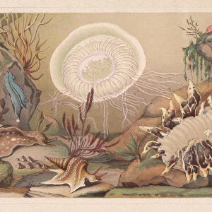 Sea snails, lithograph, published in 1868