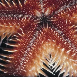 Sea Star Print by Jeff Rotman Underwater Photography Sea Star Print by Jeff Rotman Underwater Photography
