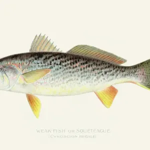 Sea trout illustration 1898 Sea trout illustration 1898
