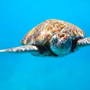 Sea turtle close up