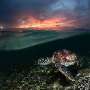 Sea Turtle Sunset Print