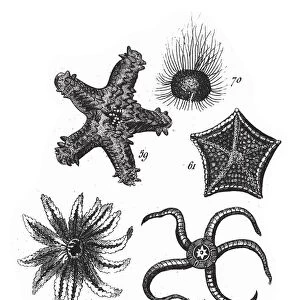 Sea Urchin, Starfish, Representatives of the Phyla Mollusca, Echindermata, Ctenophora