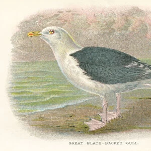 Seagull birds from Great Britain 1897