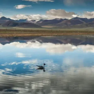 Seagull floating in Namtso lake Seagull floating in Namtso lake