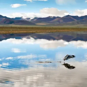 Seagull flying over Namtso lake, Tibet Seagull flying over Namtso lake, Tibet
