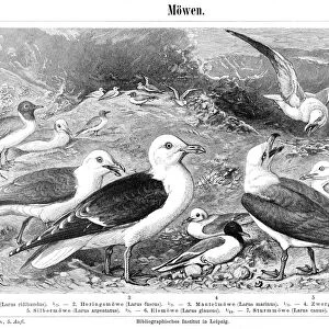Seagulls engraving 1897