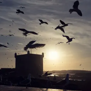 Seagulls flying around old portuguese fortress, Skala Du Port, Essaouira, Morocco Seagulls flying around old portuguese fortress, Skala Du Port, Essaouira, Morocco