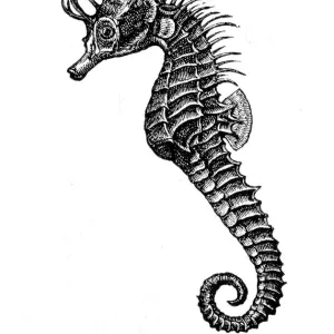 Seahorse engraving 1897 Seahorse engraving 1897