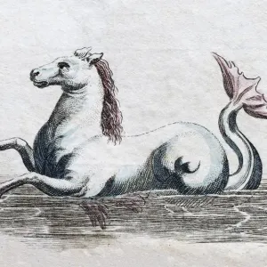 Seahorse, handcoloured copper engraving from Friedrich Justin Bertuch Picture book for children Seahorse, handcoloured copper engraving from Friedrich Justin Bertuch Picture book for children