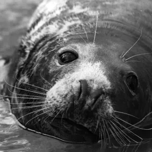 Seal Close-Up