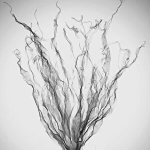 Seaweed (Alaria esculenta), X-ray