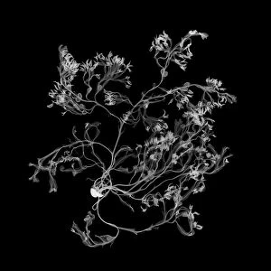 Seaweed (Fucus spiralis), X-ray