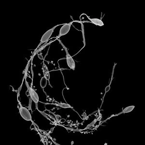 Seaweed knotted wrack (Ascophyllum nodosum), X-ray