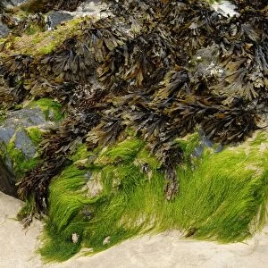 Seaweed on a rock in the harbour of Newquay, Cornwall, England, United Kingdom, Europe