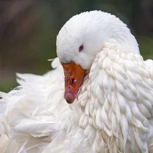 Sebastopol goose