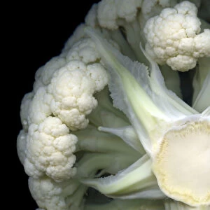 The Secret World of the Cauliflower! Still for Oct