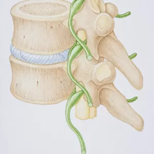 Section diagram depicting the human vertebral column, spinal nerve, spinal cord and vertebra of the delicate spina