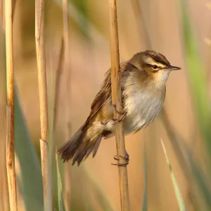 Sedge Warbler -Acrocephalus schoenobaenus-, perched on a reed, Illmitz, Lake Neusiedl, Burgenland, Austria, Europe