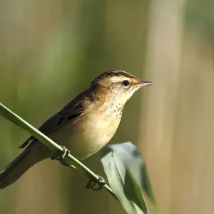 Sedge Warbler Print on Reed Stem Sedge Warbler Print on Reed Stem