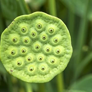 Seed pod of a Lotus flower -Nelumbo-, Bavaria, Germany