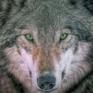 Nature & Wildlife Photographic Print Collection: Grey Wolf