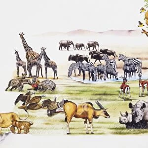 Selection of animals found in Africa