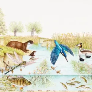 British Pond Wildlife Print British Pond Wildlife Print