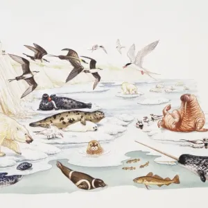 Selection of marine and arctic wildlife Selection of marine and arctic wildlife