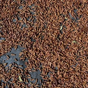 Semi-dried cloves -Syzygium aromaticum-, laid out to dry, Munduk, Bali, Indonesia