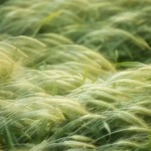 Semi-mature barley field -Hordeum vulgare-, Baden-Wuerttemberg, Germany, Europe Semi-mature barley field -Hordeum vulgare-, Baden-Wuerttemberg, Germany, Europe