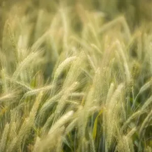 Semi-mature Barley Field Print Semi-mature Barley Field Print