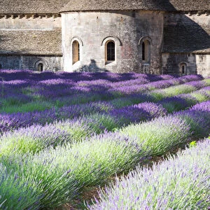 Senanque abbey and its lavender field, Provence
