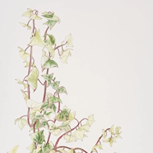 Senecio macroglossus Variegatus, Cape Ivy or Natal Ivy or Wax Vine