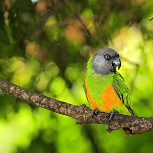 Senegal Parrot -Poicephalus senegalus-, adult, tree, captive