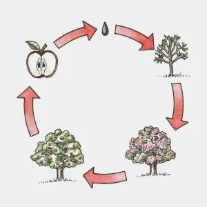Apple Tree Life Cycle Print Apple Tree Life Cycle Print