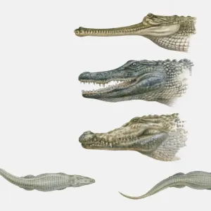 American Crocodile, Caiman, and Gharial Heads Print American Crocodile, Caiman, and Gharial Heads Print