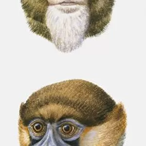 Sequence of illustrations of De Brazzas Monkey, Moustached Monkey, Diana Monkey, and White-nosed Monkey heads