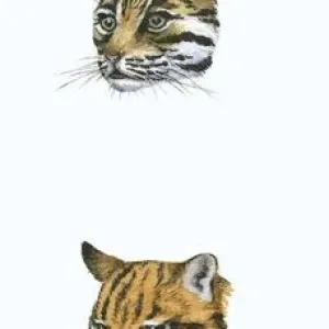 Suite d'illustrations de tête de léopard des neiges, d'ocelot, de tigre et de jaguar. Suite d'illustrations de tête de léopard des neiges, d'ocelot, de tigre et de jaguar.